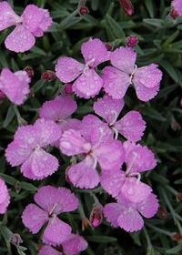 Dianthus subacaulis 'Gary Eichhorn'